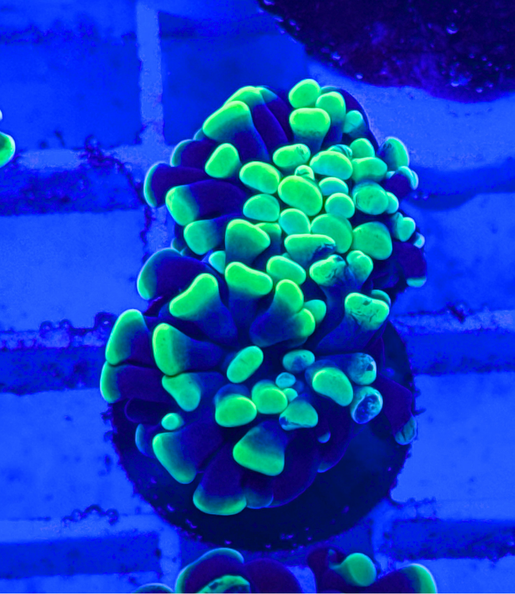 Splatter Hammer Coral