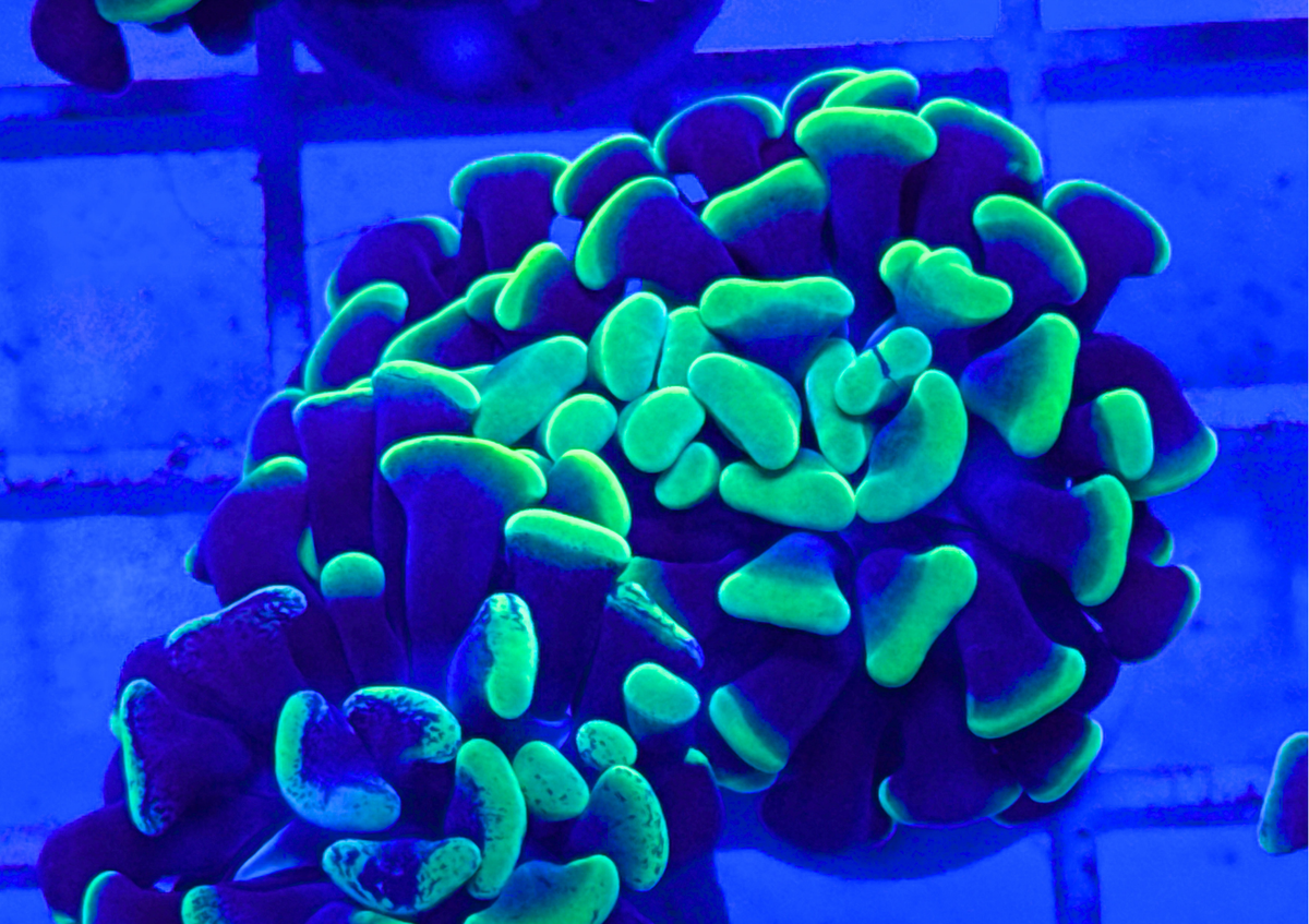 Splatter Hammer Coral