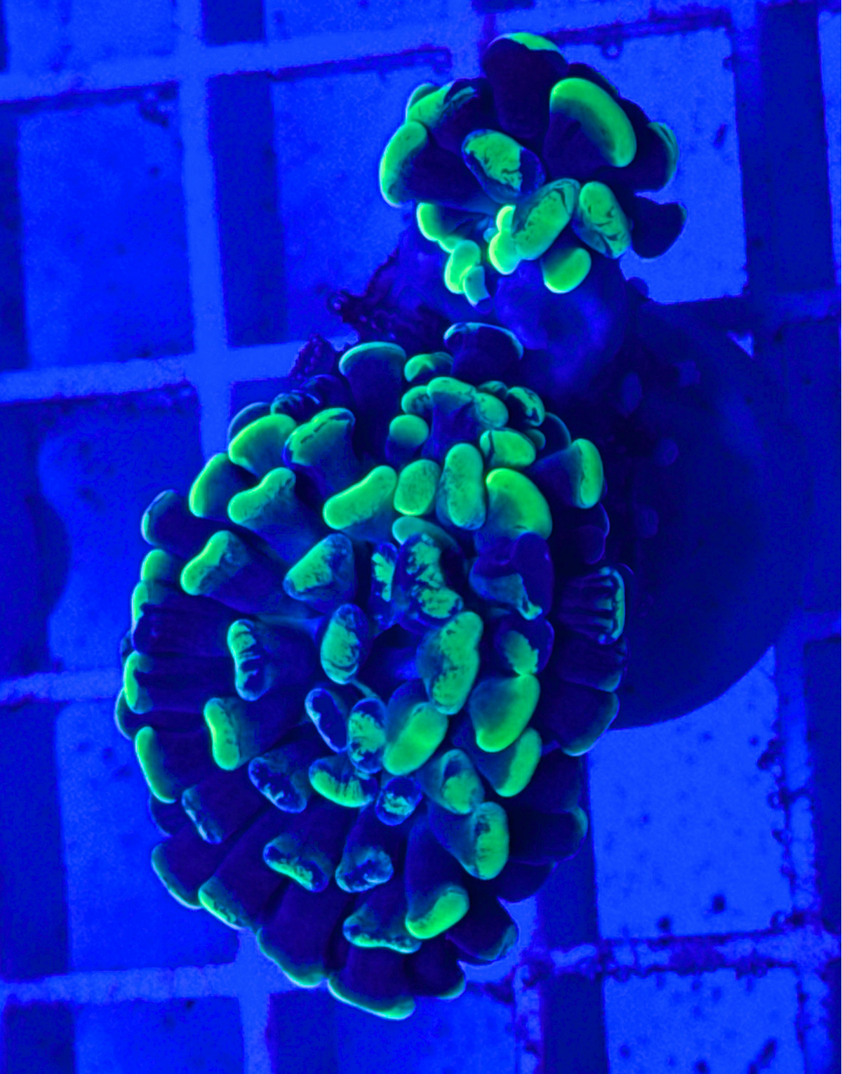 Splatter Hammer Coral