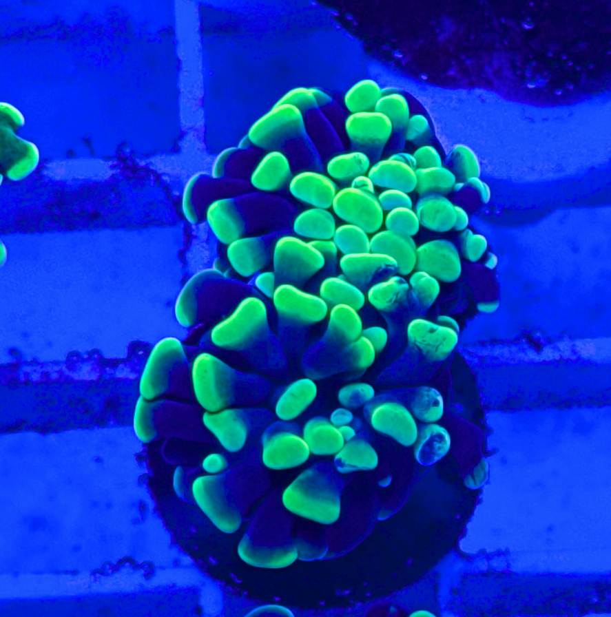 Splatter Hammer Coral