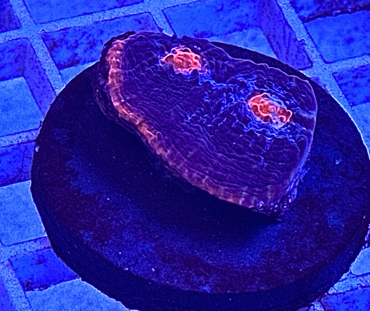 Ultra Chalice Coral