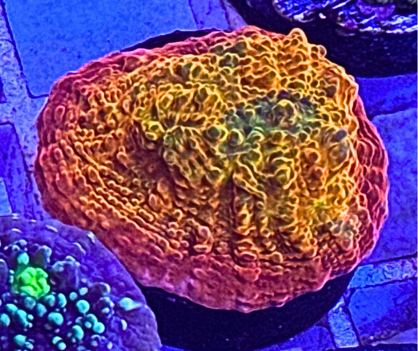Ultra Chalice Coral