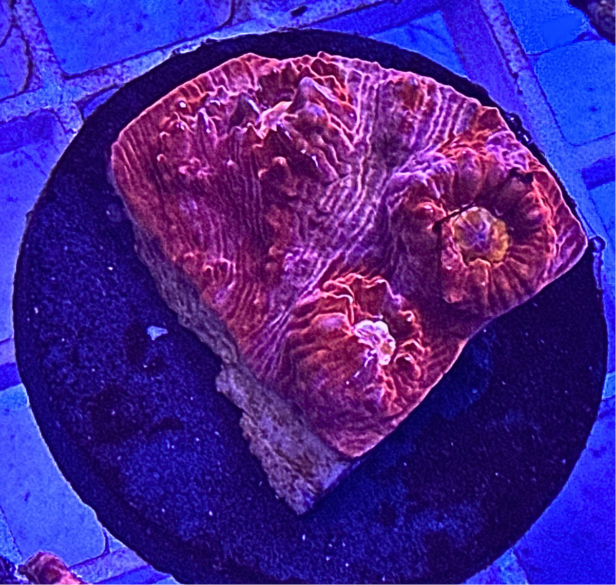 Ultra Chalice Coral