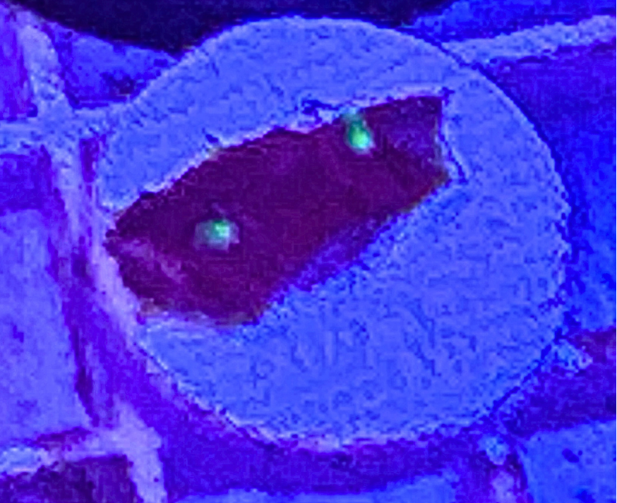 Ultra Chalice Coral