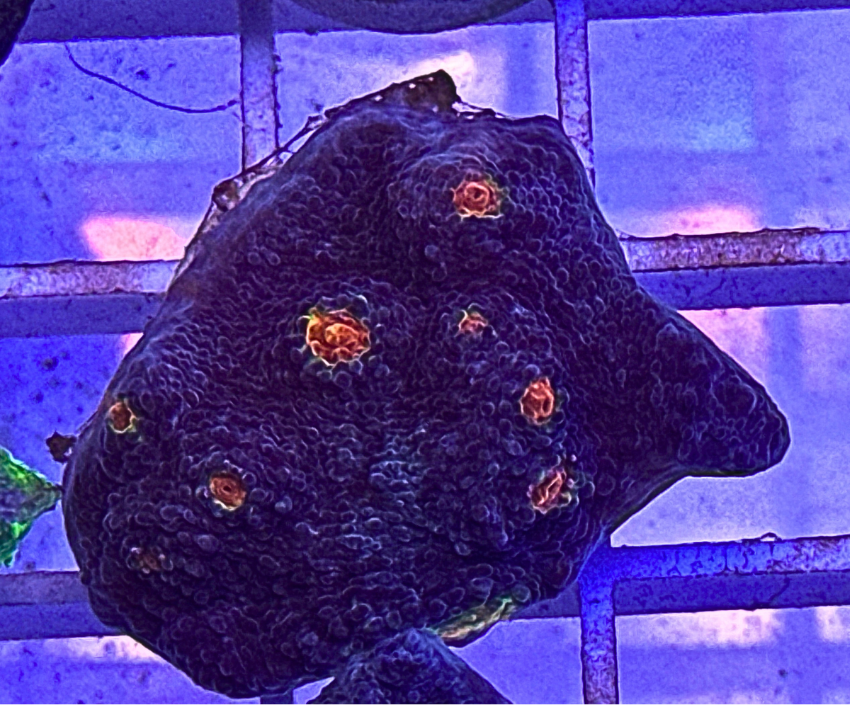 Miami Hurricane Chalice Coral