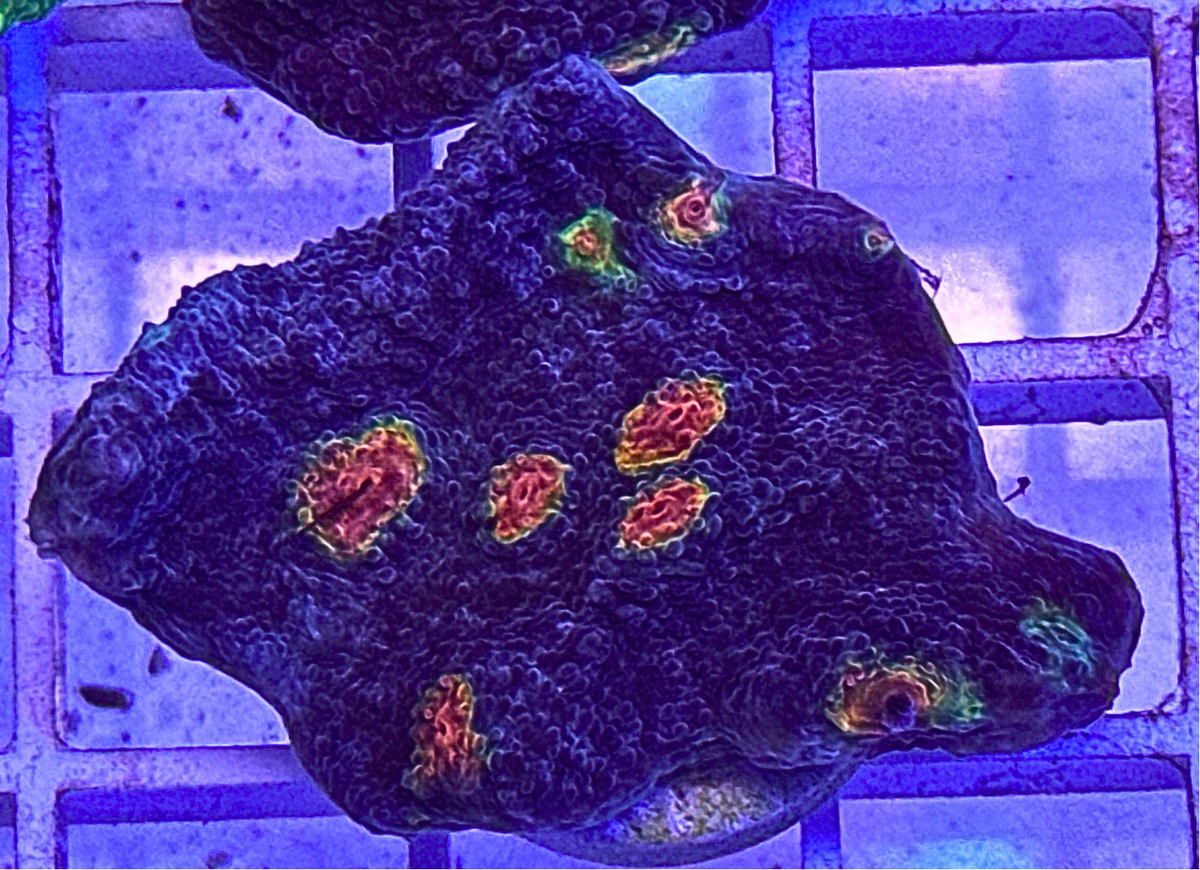 Miami Hurricane Chalice Coral
