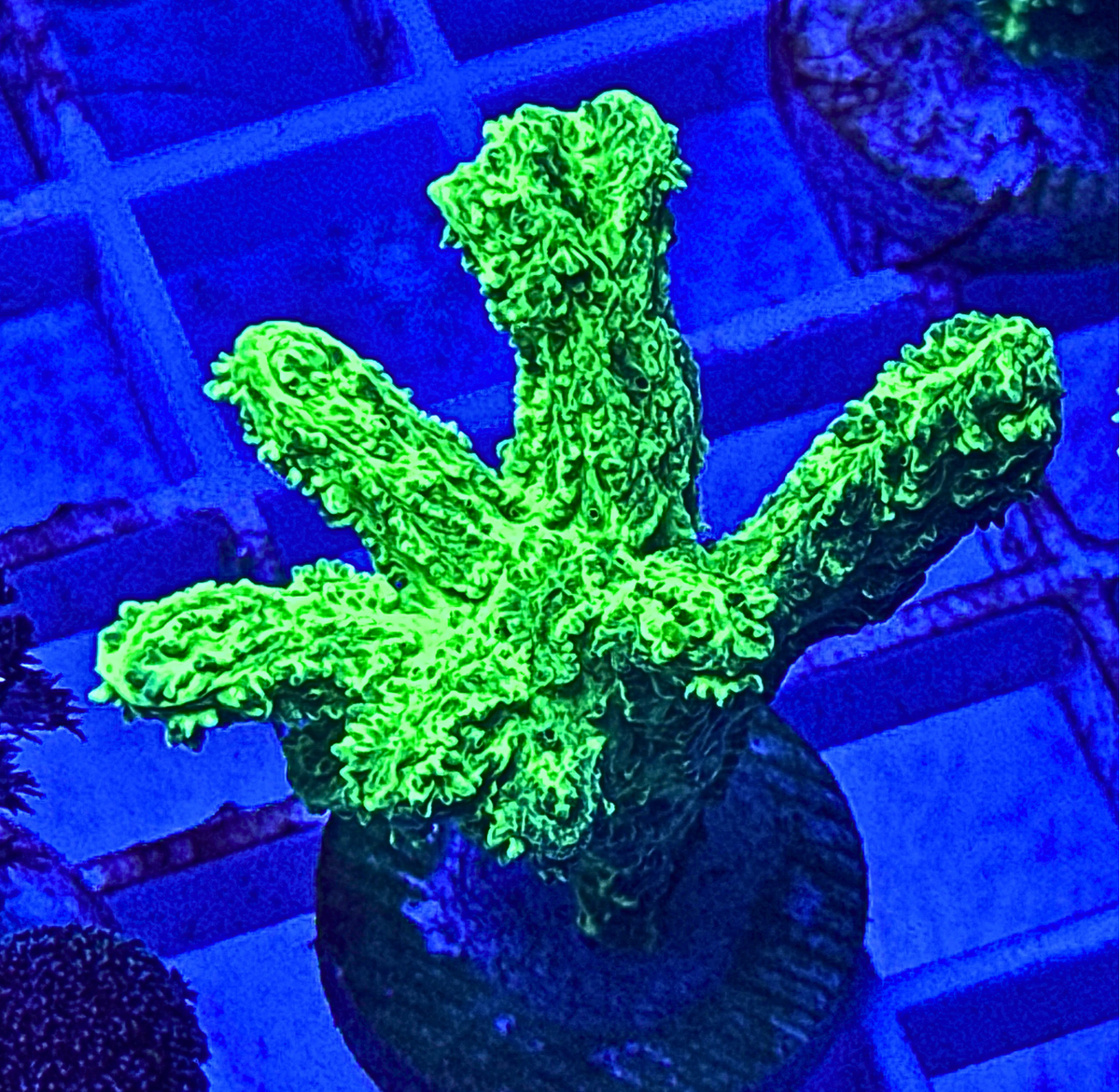 Neon Green Branching Hydnophora Coral