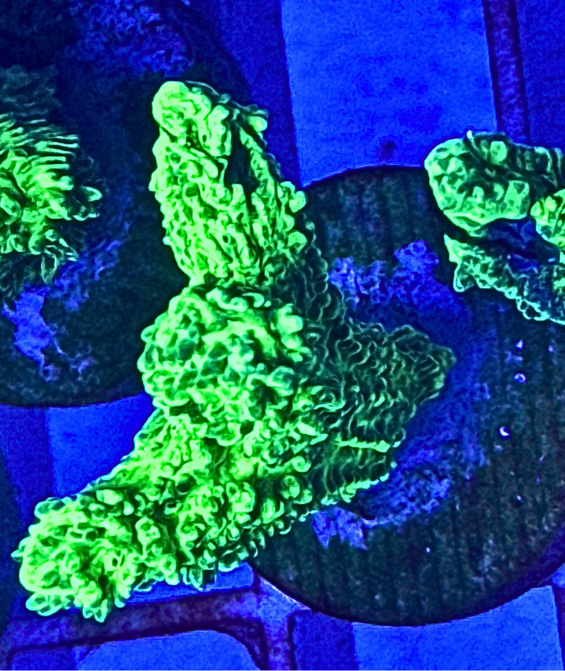 Neon Green Branching Hydnophora Coral