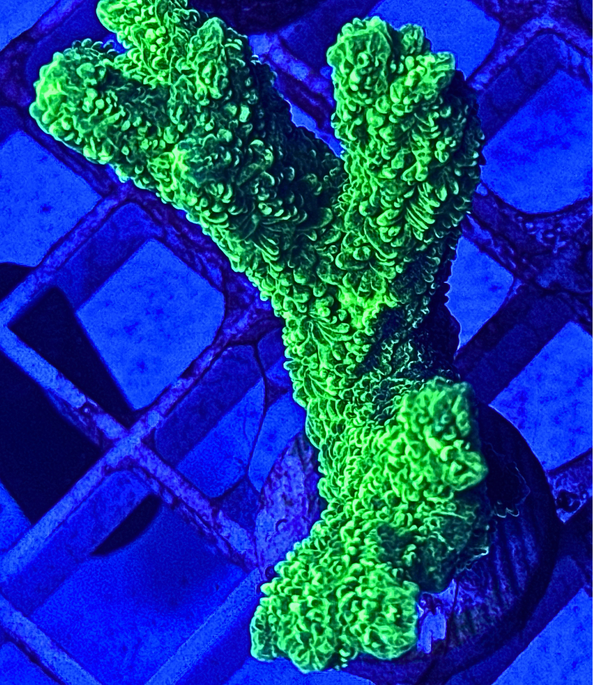 Neon Green Branching Hydnophora Coral