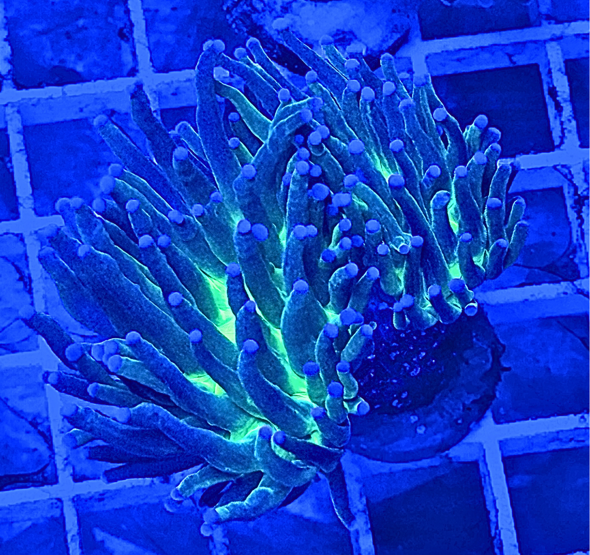 Indo Ultra Green Torch Coral