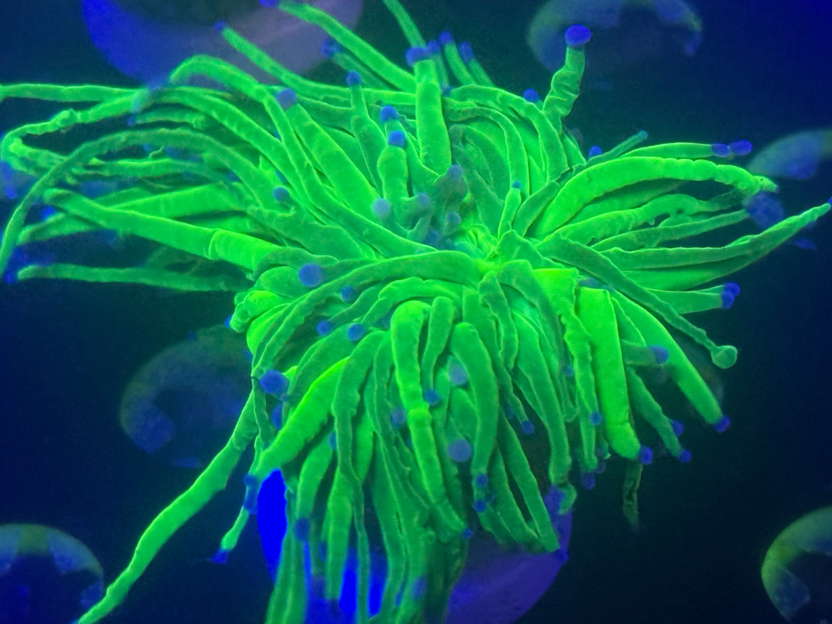Ultra Green Torch Coral