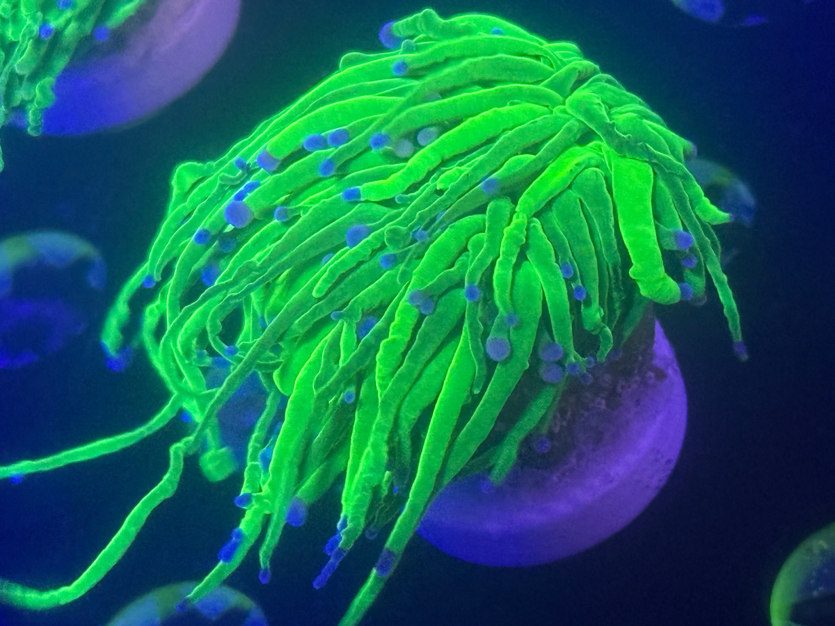 Ultra Green Torch Coral