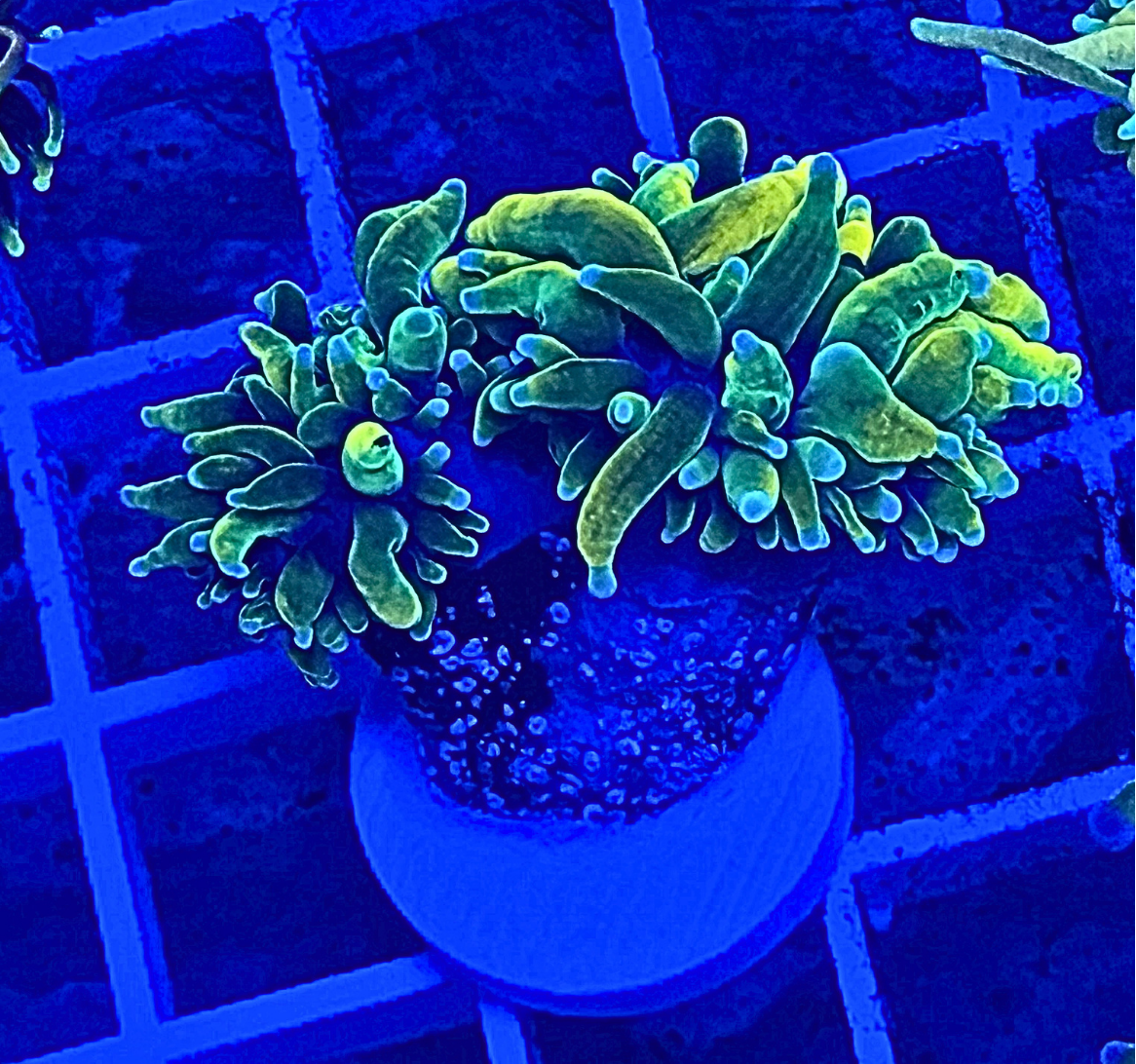 Raichu Torch Coral
