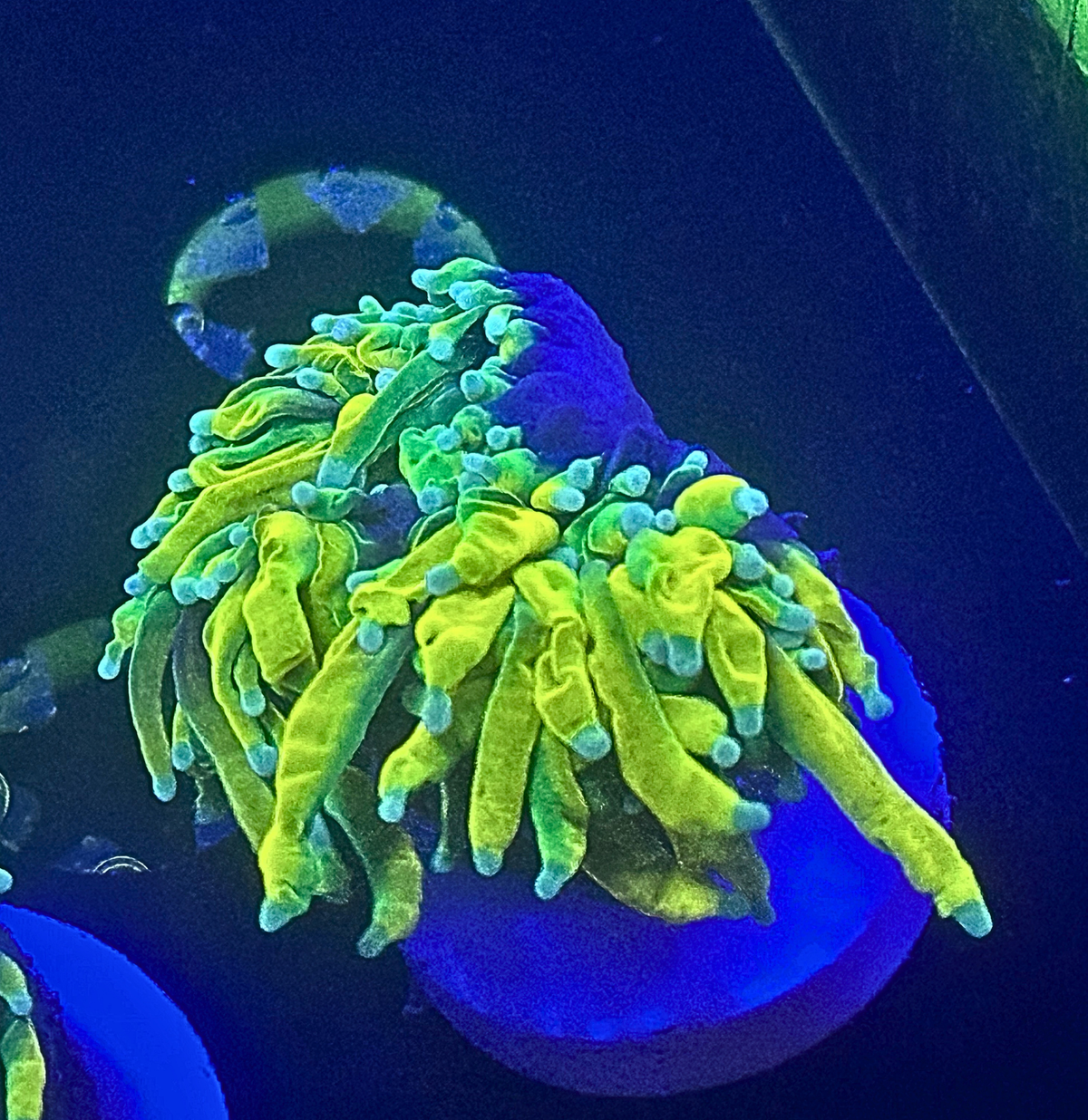 Raichu Torch Coral