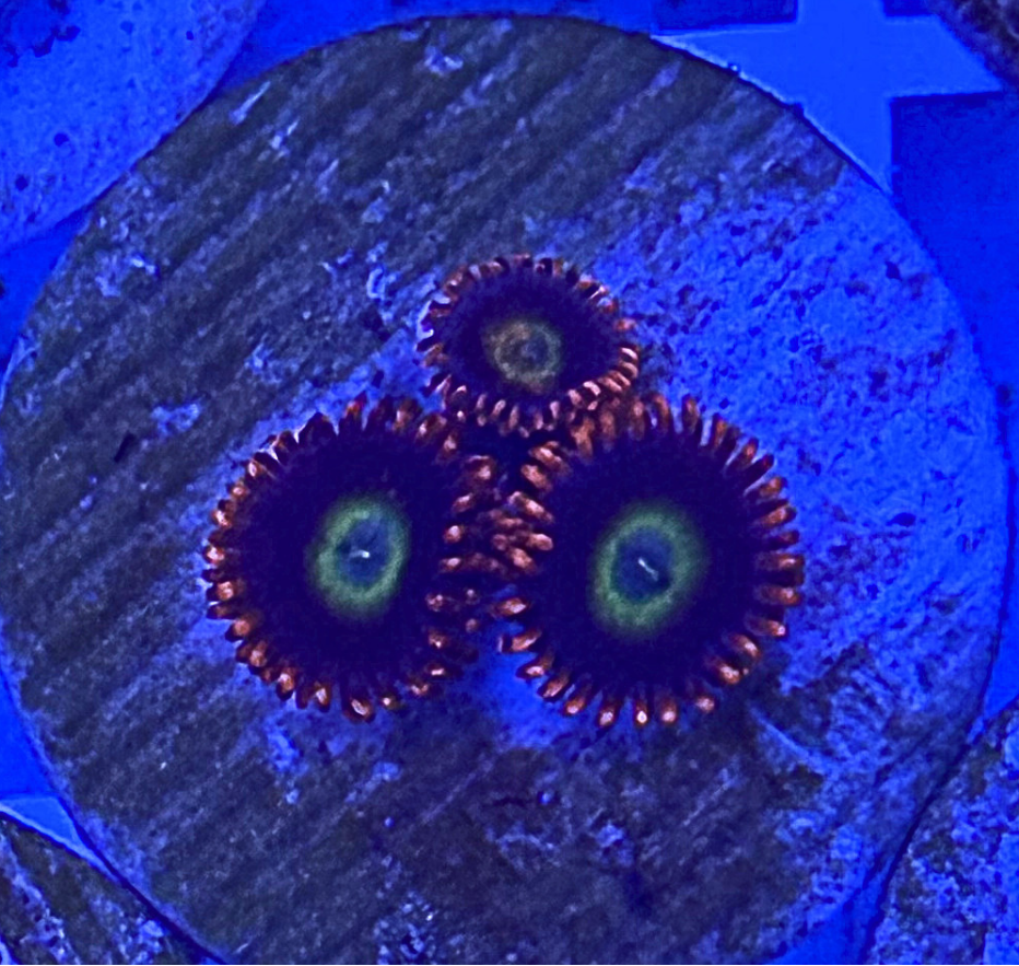 Circus Freaks Zoanthid Corals