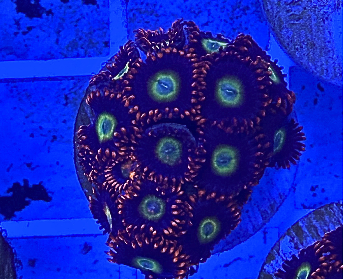Circus Freaks Zoanthid Corals