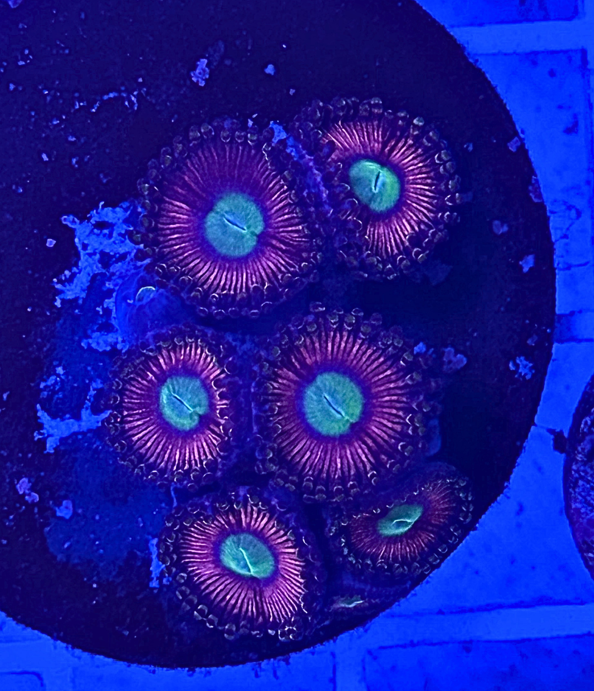 Cat Eye Zoanthid Coral