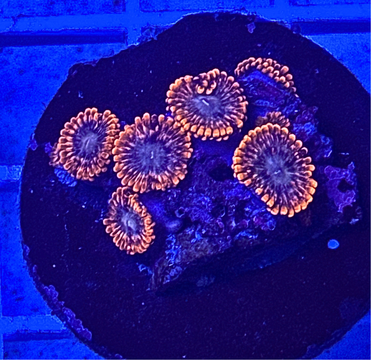Utter Chaos Zoanthid Coral