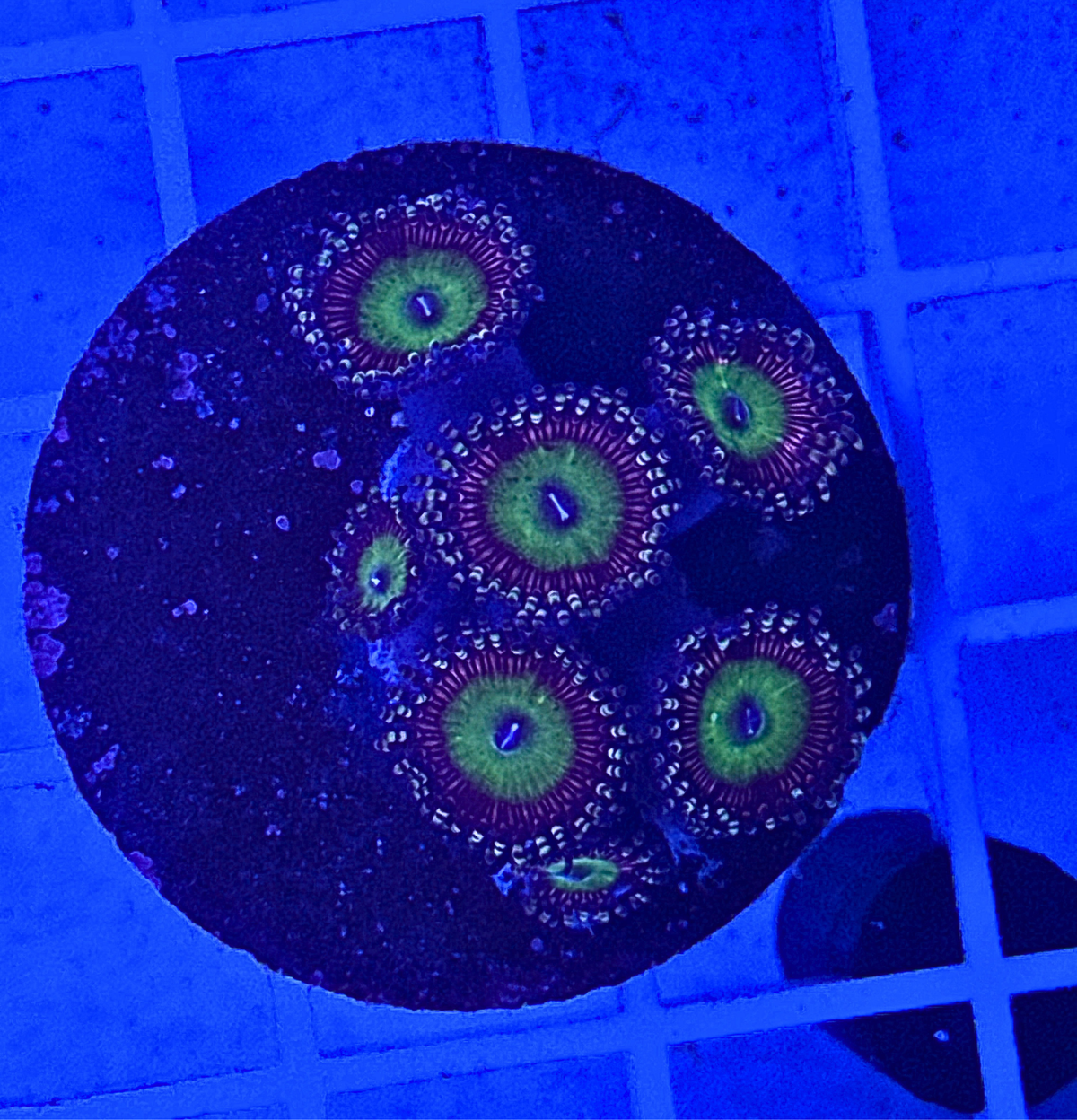 Chucky's Bride Zoanthids Coral