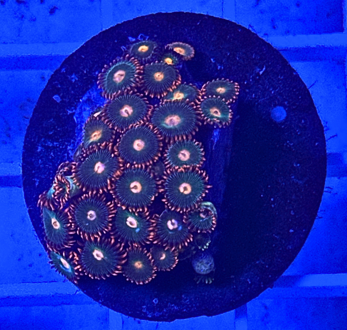 Gatorade Zoanthids Mini Colony