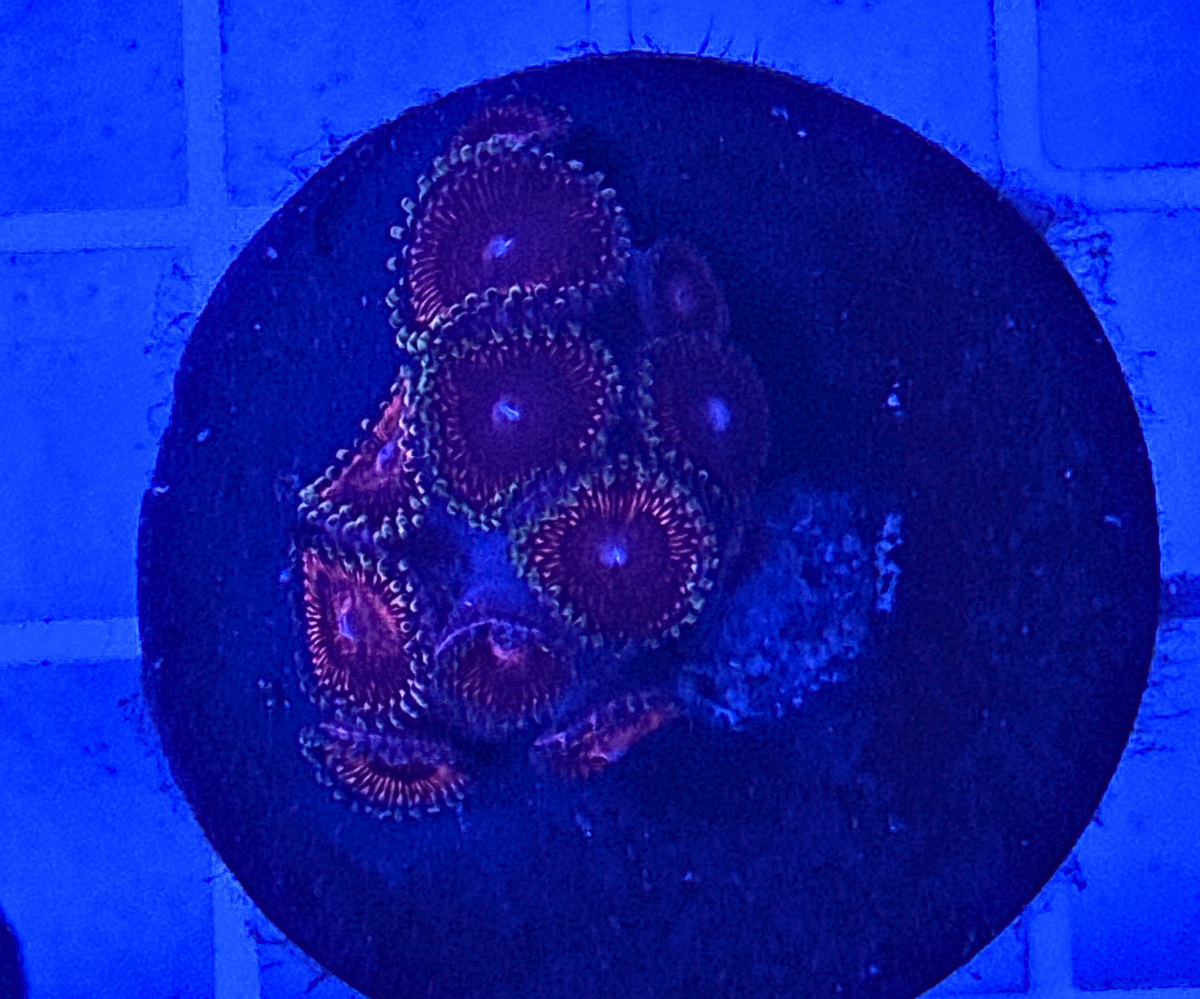 Nightcrawler Zoanthids Coral