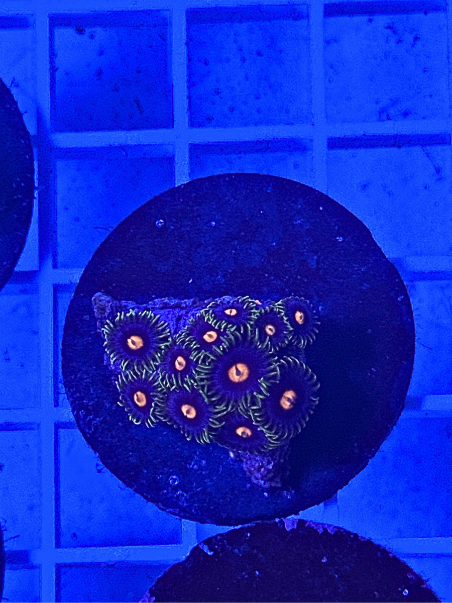Zoanthids