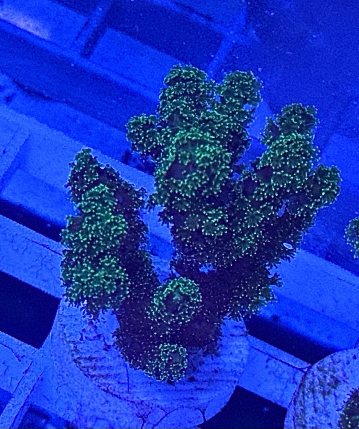 Green Birds Nest Coral Frag