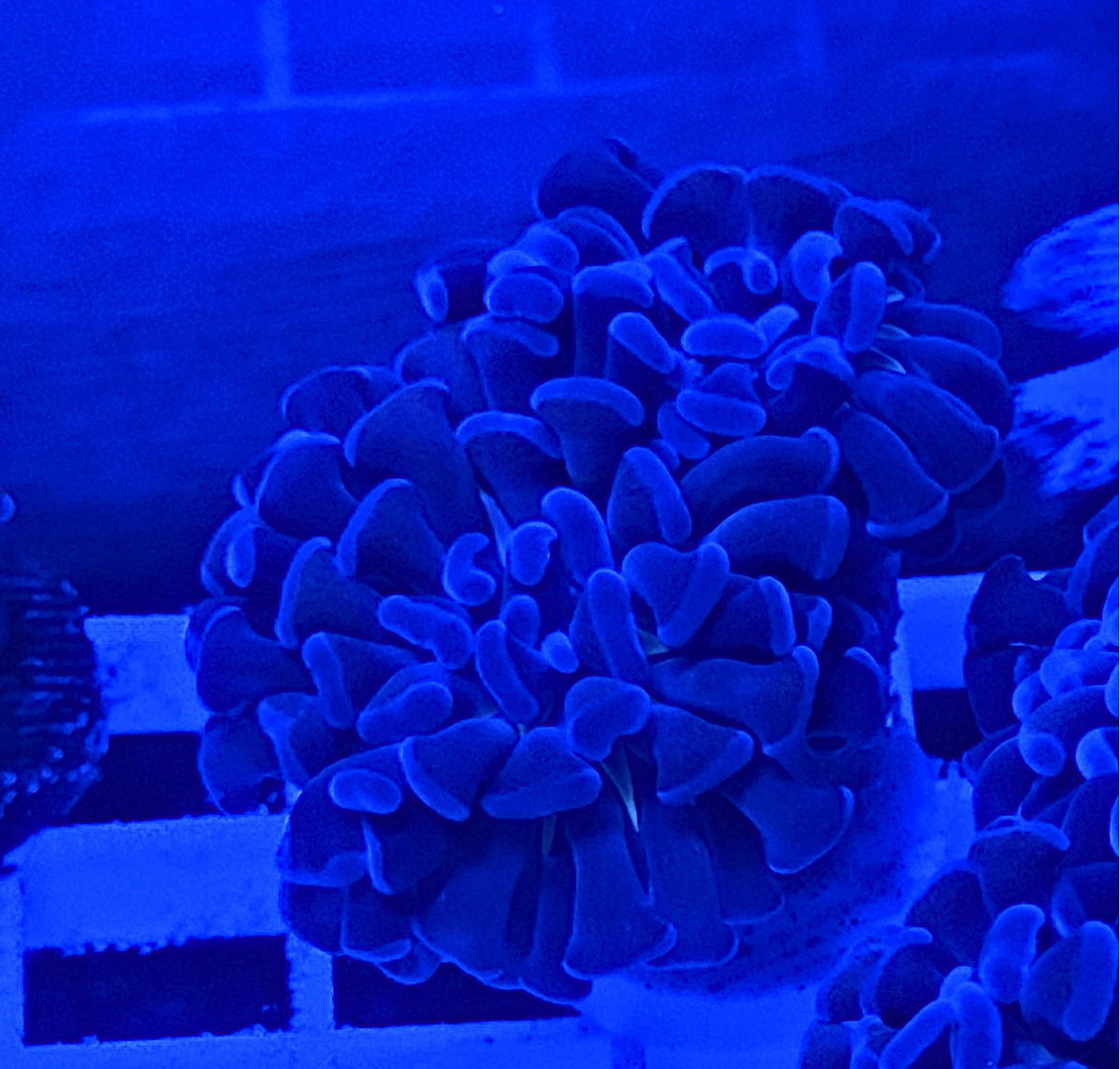 Purple Branching Hammer