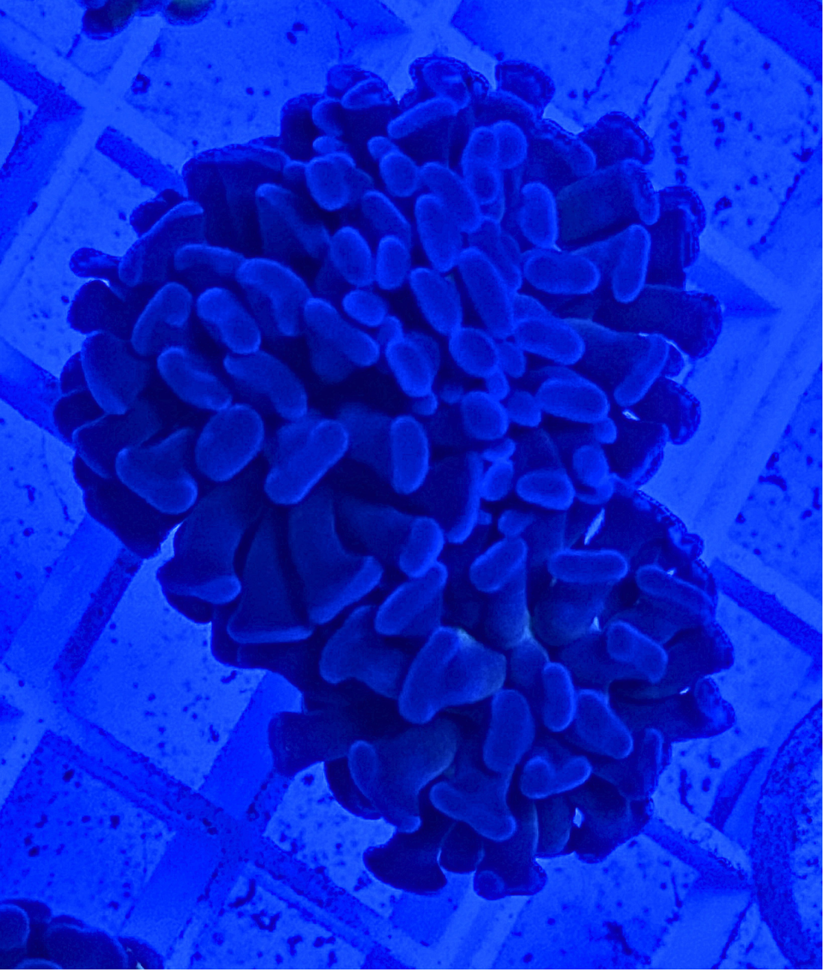 Purple Branching Hammer