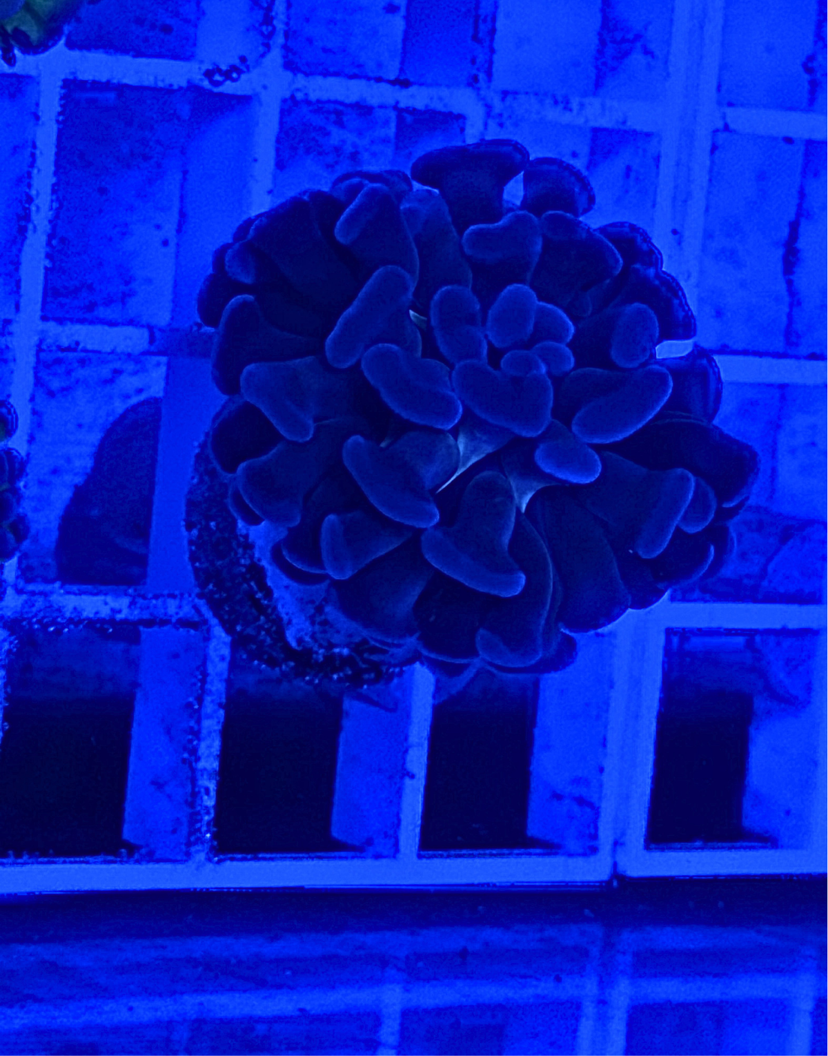 Purple Branching Hammer