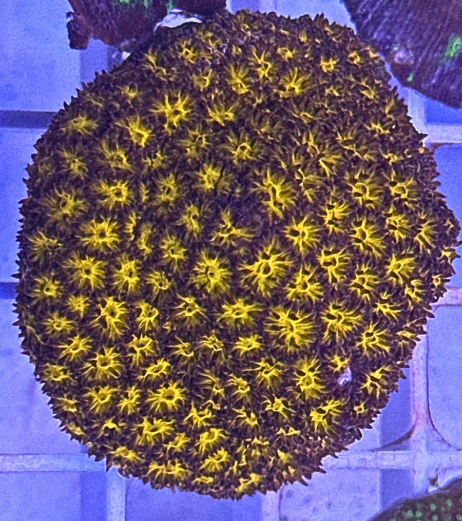 LPS Corals
