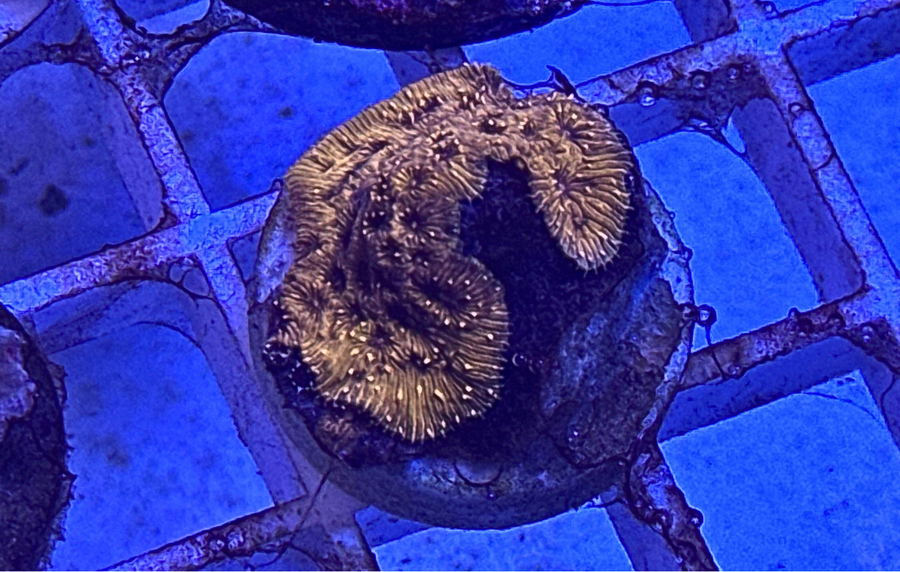 WYSIWYG Corals