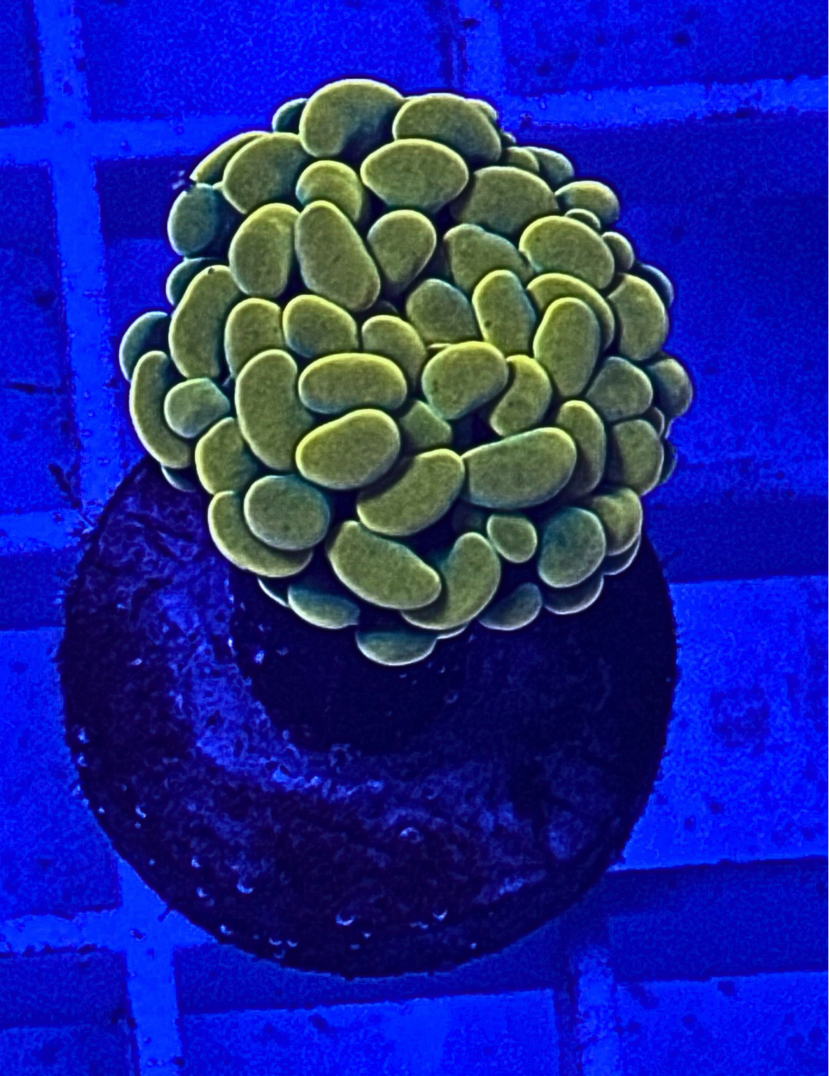 Bright Yellow Hammer Coral