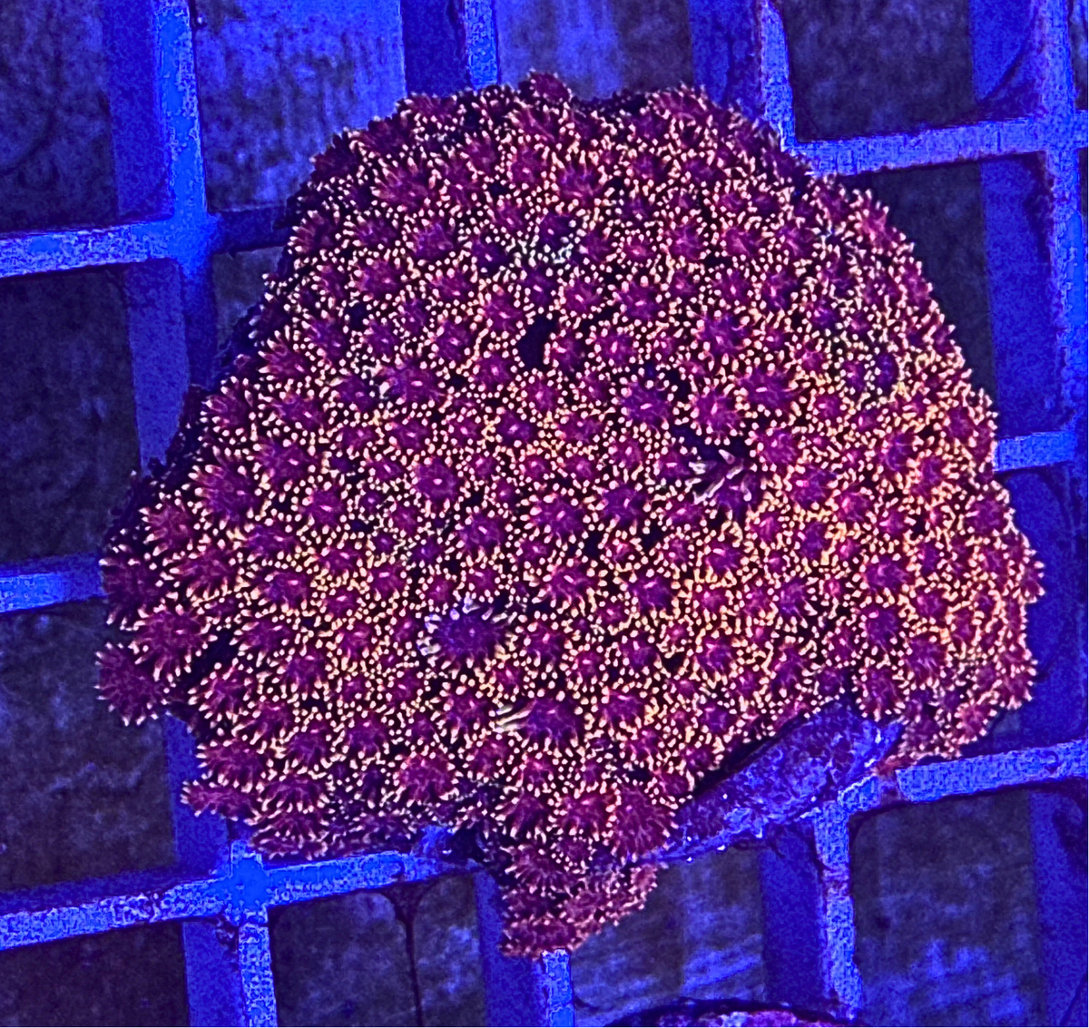 Rainbow Alveopora Coral – Premium LPS Coral