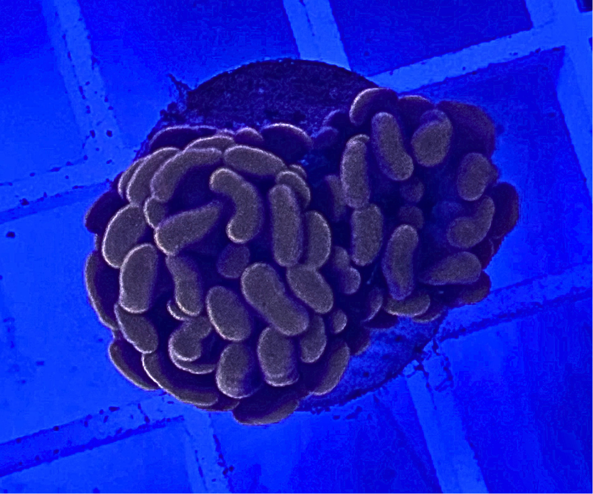 Peach Hammer Coral