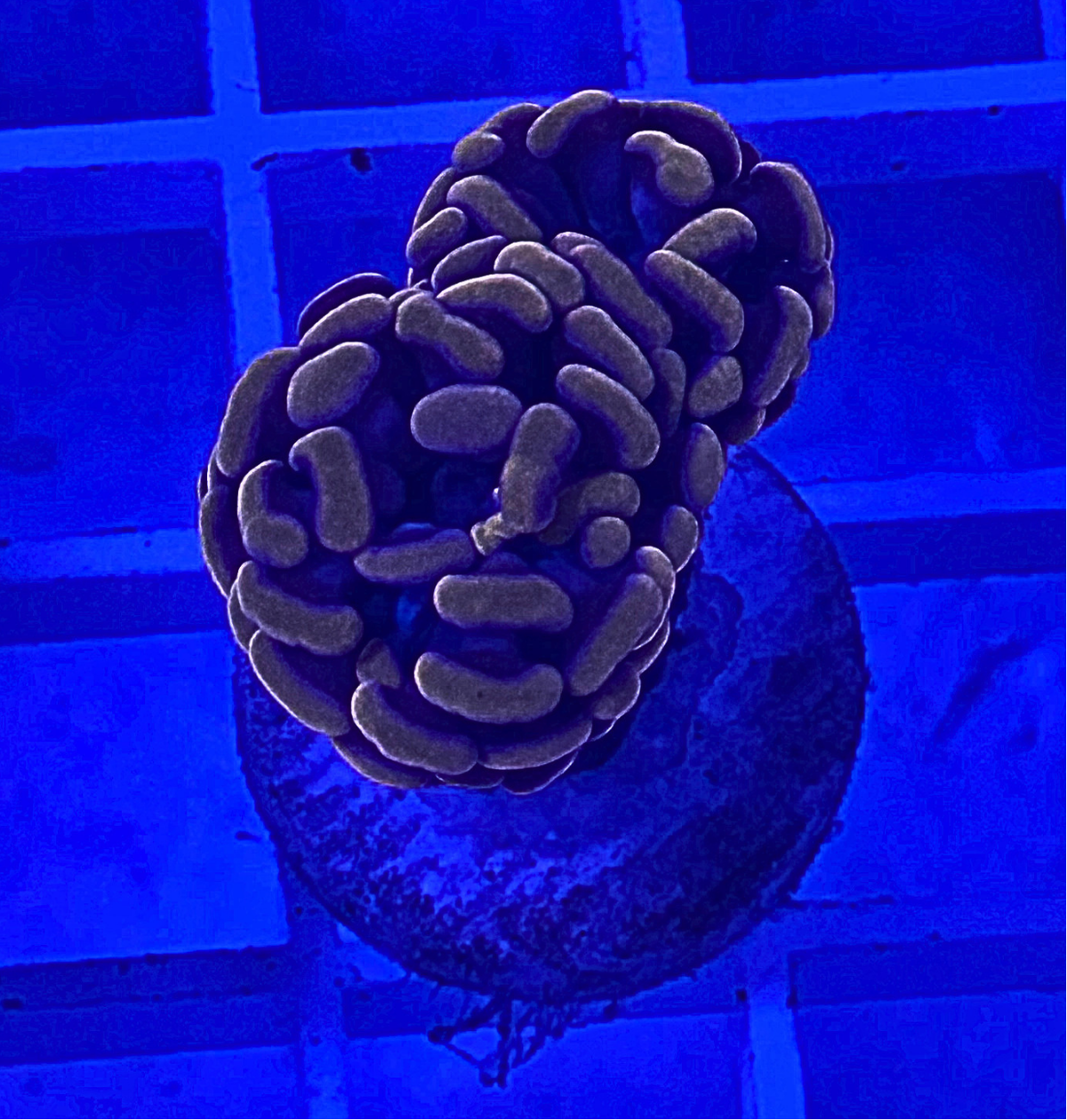 Peach Hammer Coral