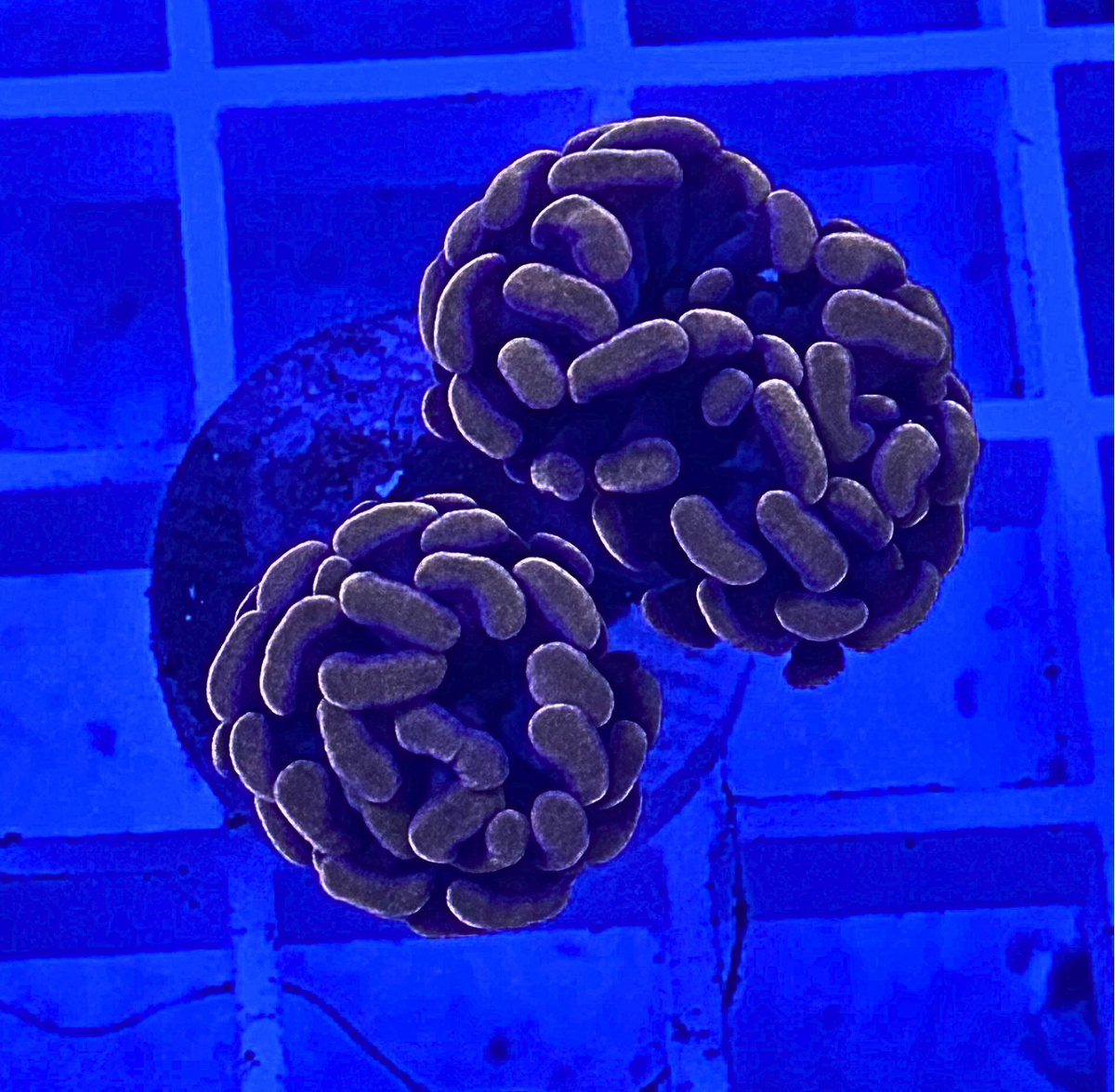 Peach Hammer Coral