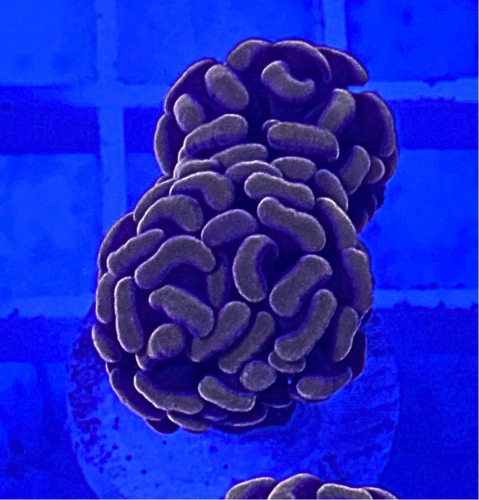 Peach Hammer Coral