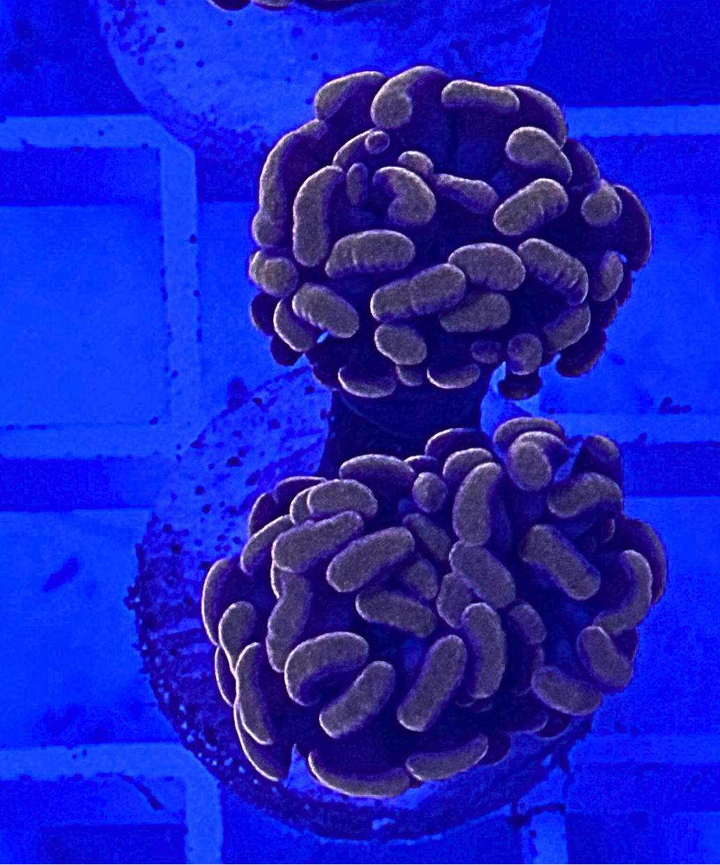 Peach Hammer Coral