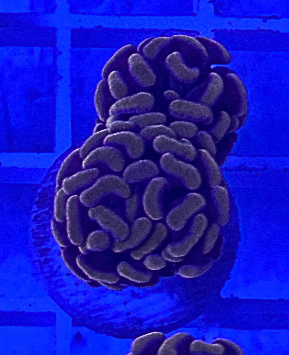 Peach Hammer Coral