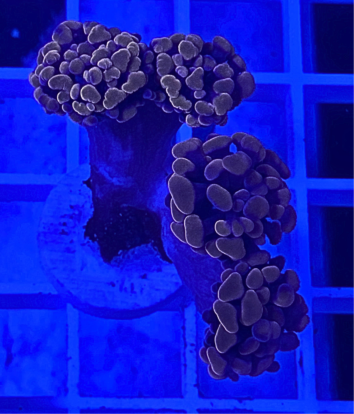Peach Hammer Coral