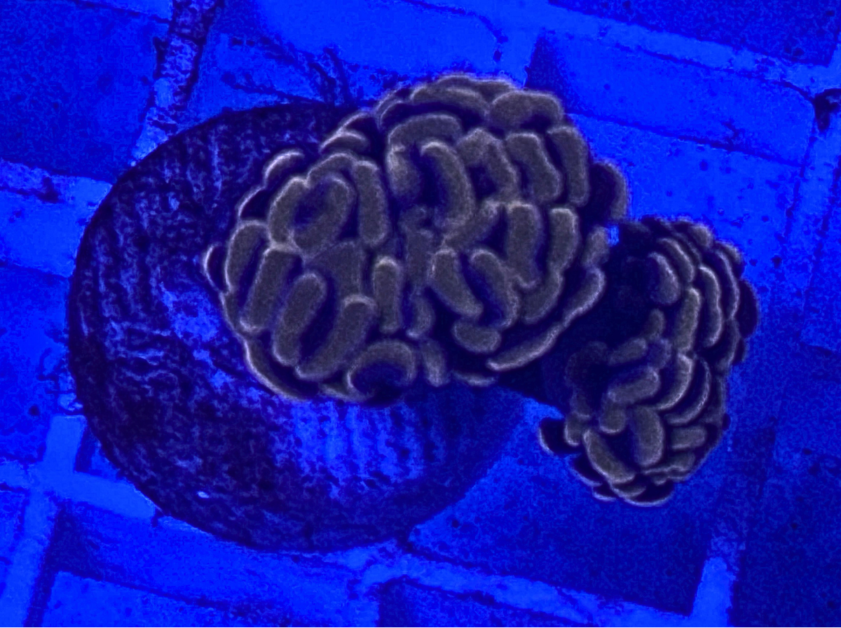 Peach Hammer Coral