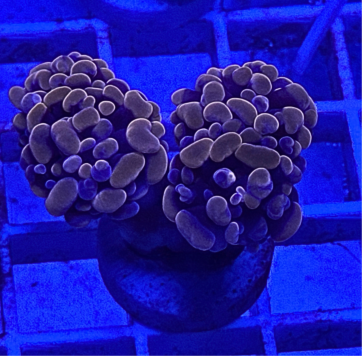 Peach Hammer Coral
