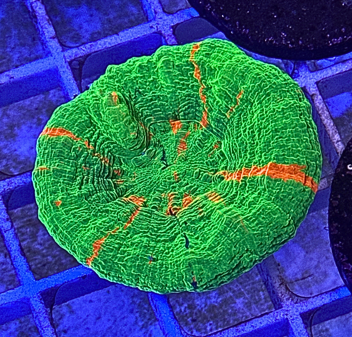 Bleeding Apple Scoly Coral