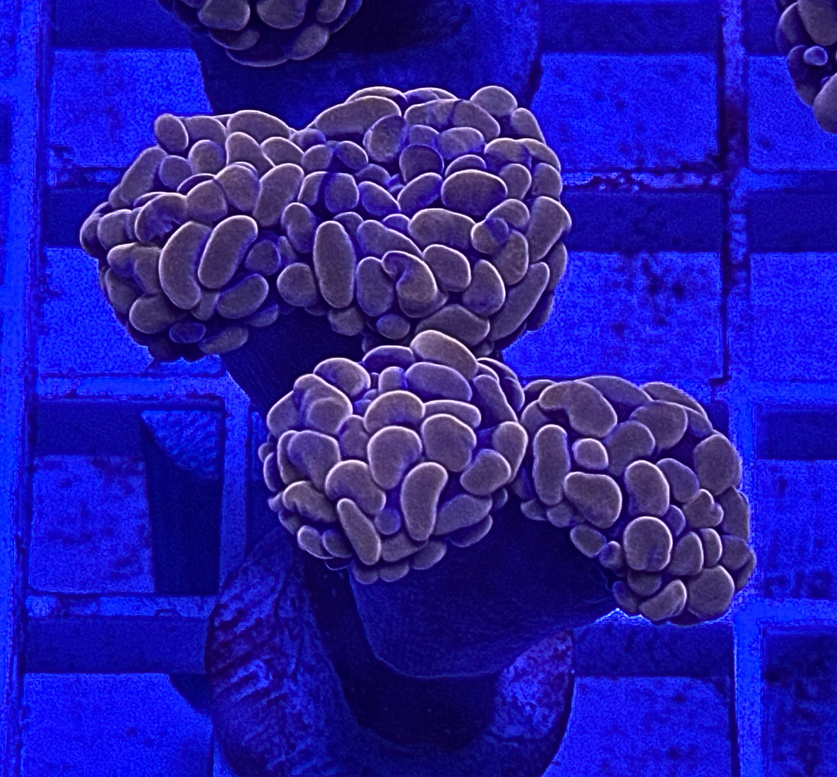 Peach Hammer Coral