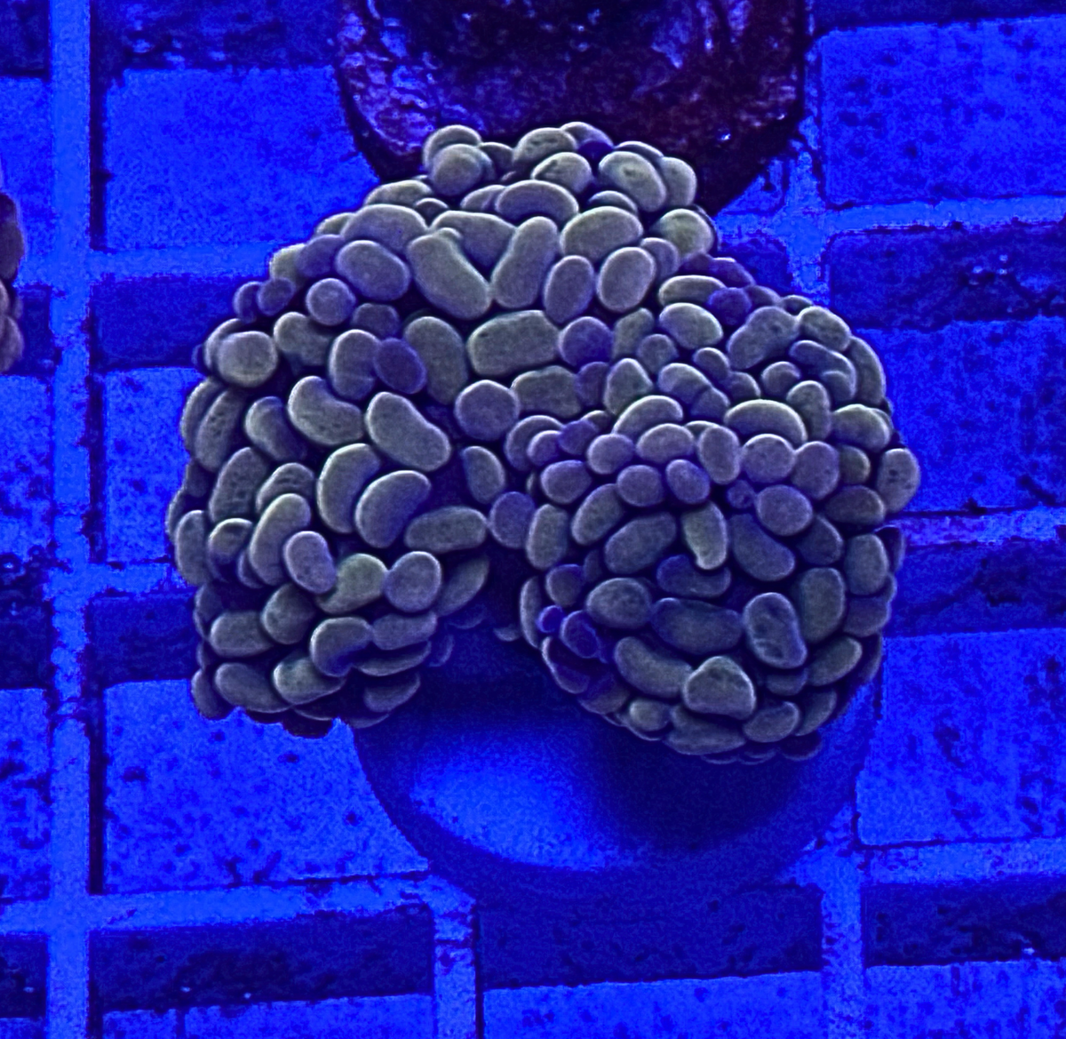 Golden Hammer Coral