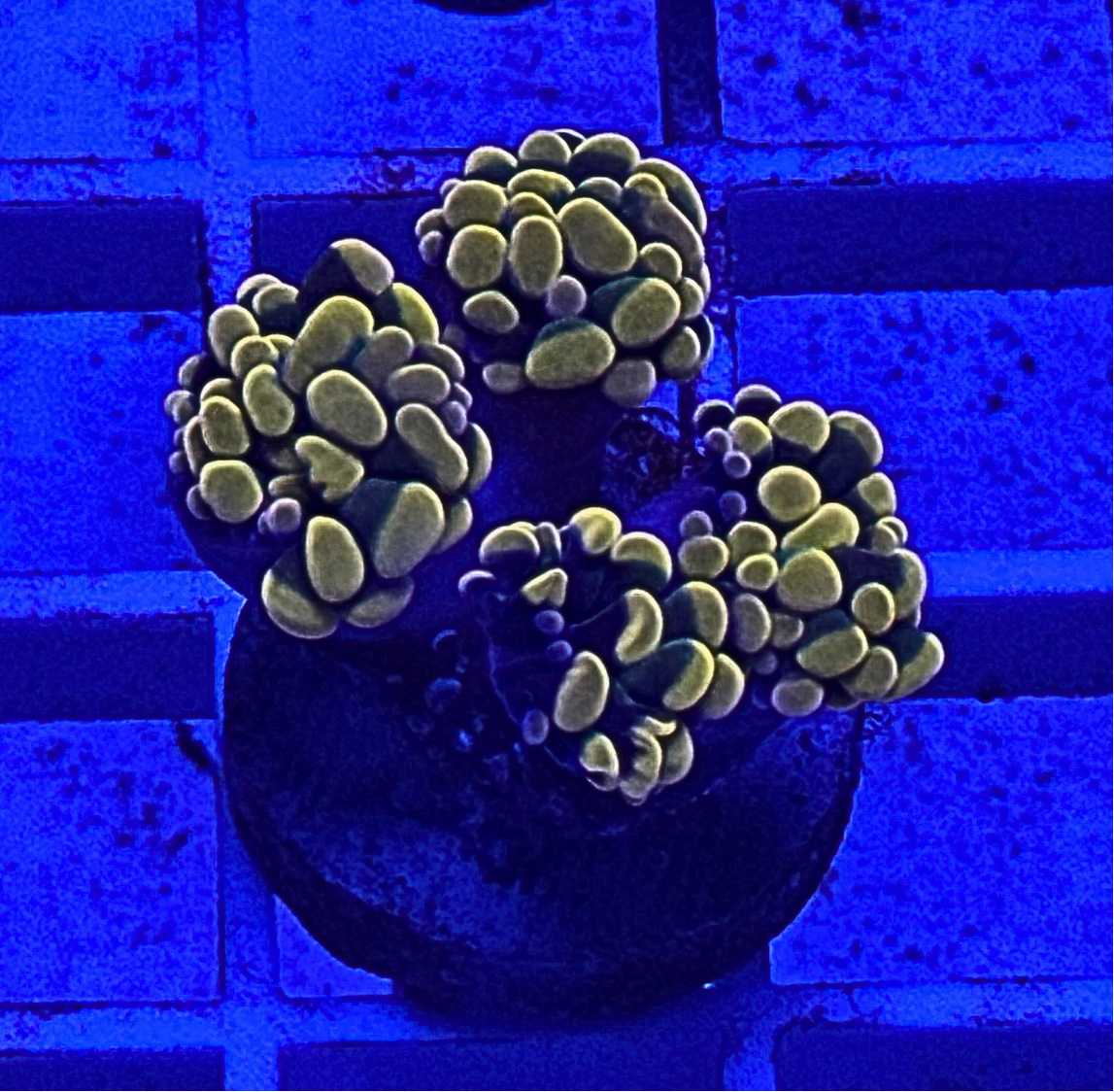 Golden Hammer Coral