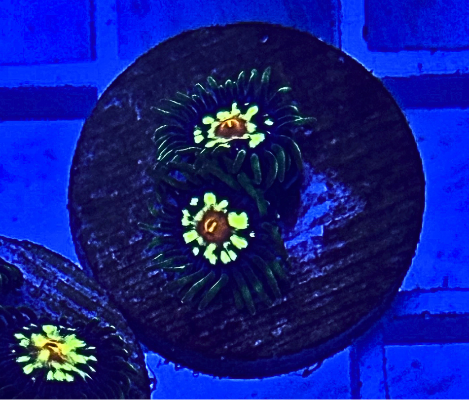 Daisy Cutter Zoa Coral