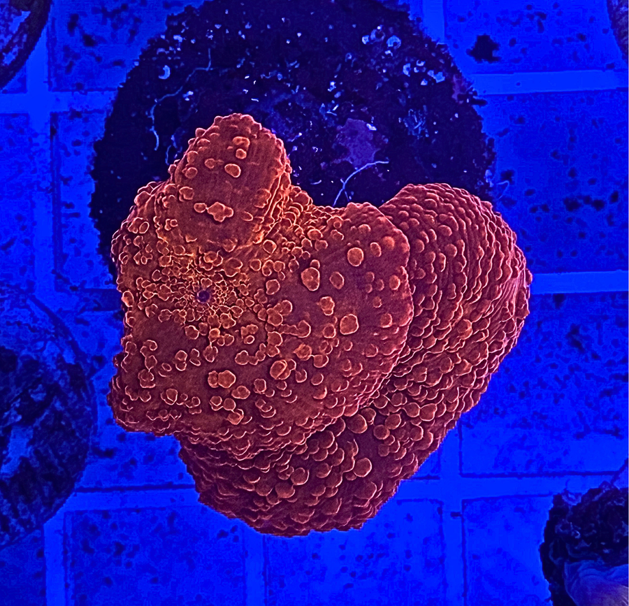 WYSIWYG Corals