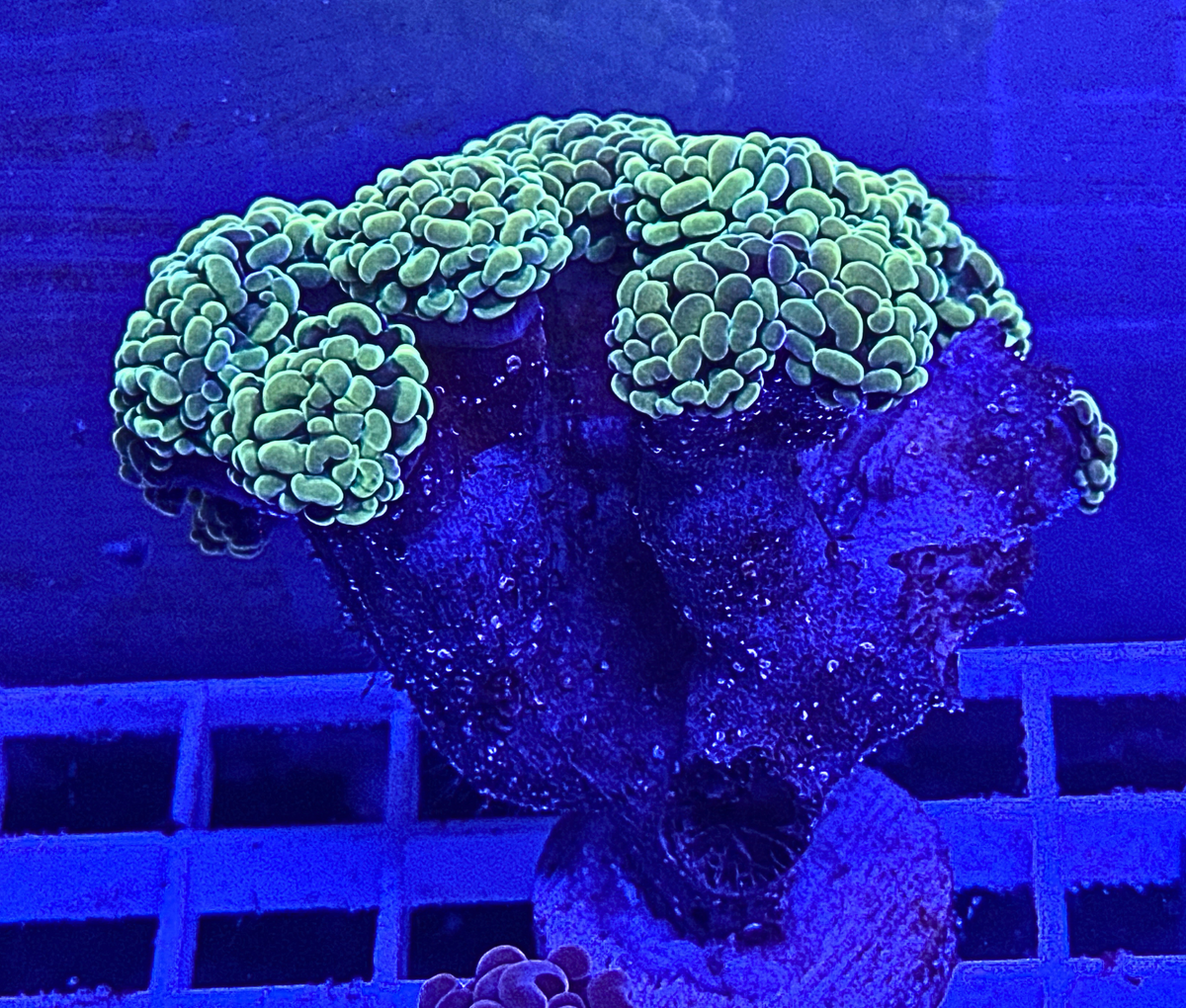 Green Hammer Coral Colony